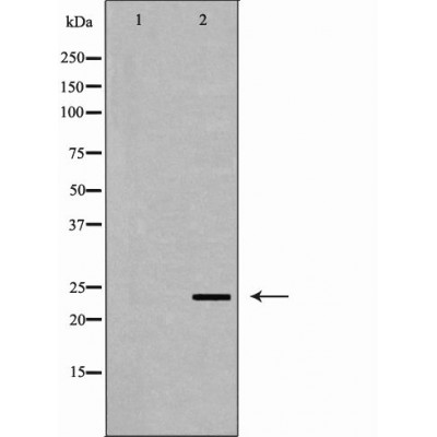 Валидация Affinity DF6623 - 18086