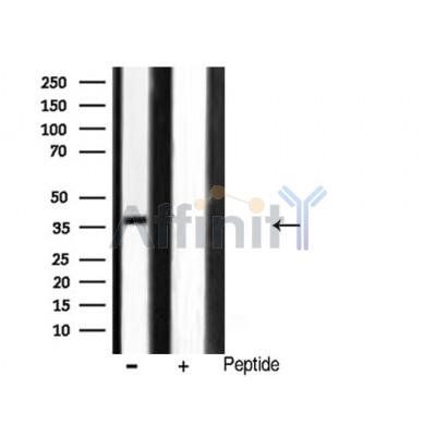 Валидация Affinity AF5311 - 2865