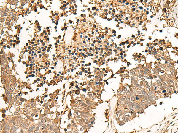 Валидация Elabscience E-AB-18030