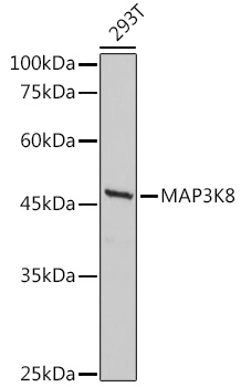Валидация Elabscience E-AB-91223