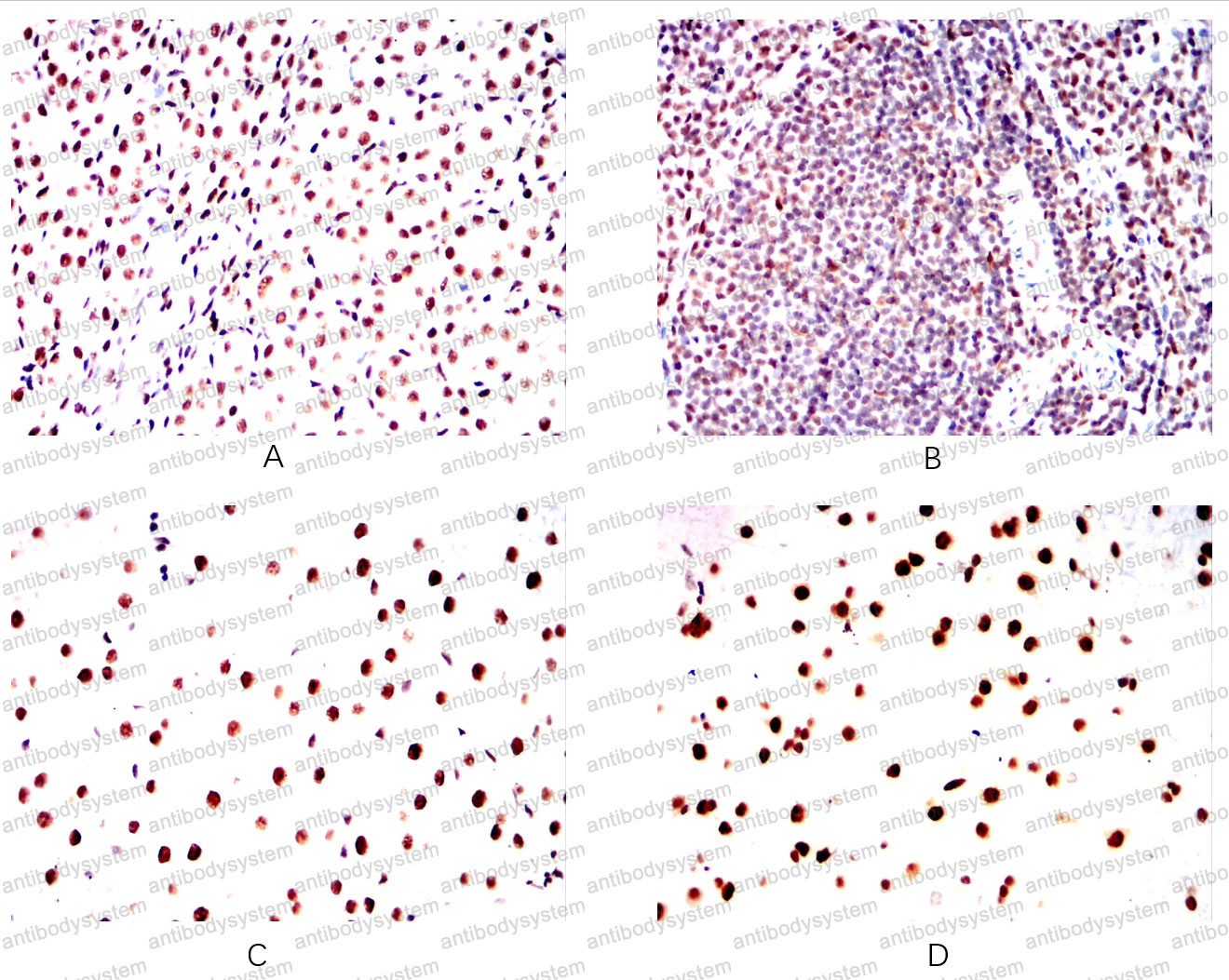 Валидация AntibodySystem RHH16301