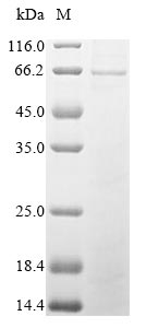 SDS-PAGE