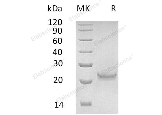 Валидация Elabscience PKSH032613(3057)