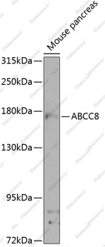 Вестерн-блоттинг, ABCC8, поджелудочная железа мыши