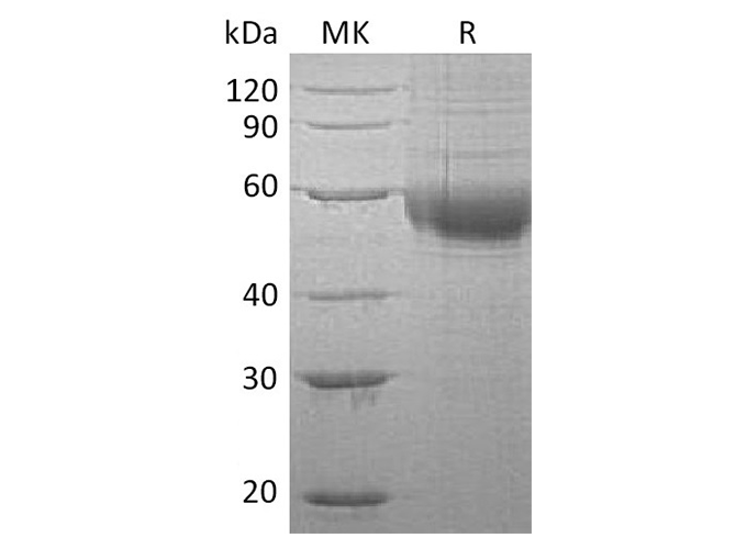 Валидация Elabscience PKSH033398(3726)