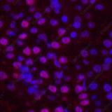 Иммунофлуоресценция, Histone H2B, ткань почки мыши