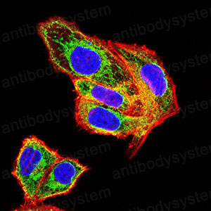 Валидация IF - AntibodySystem RHJ43601