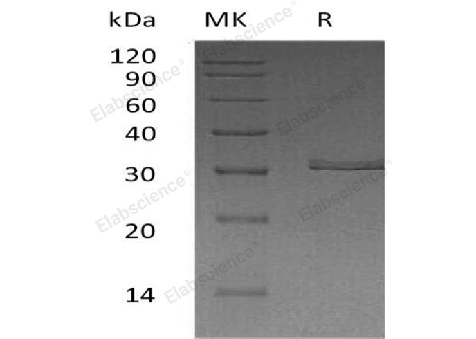 Валидация Elabscience PKSH032666(3100)