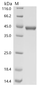 SDS-PAGE