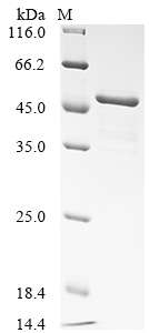SDS-PAGE