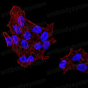 Валидация IF - AntibodySystem RHG65802 (1256)