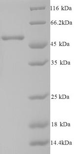 SDS-PAGE