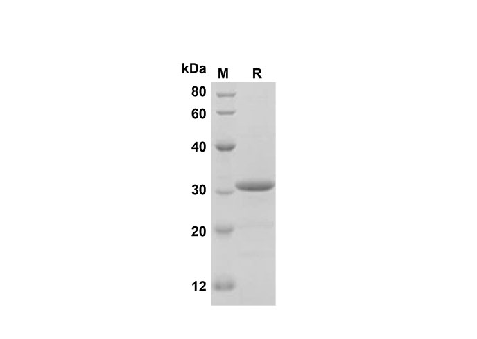 Валидация Elabscience PDEH100623(135)