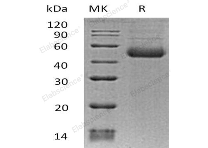 Валидация Elabscience PKSH033251(3591)