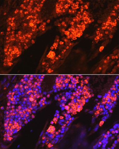 Валидация Elabscience E-AB-66131