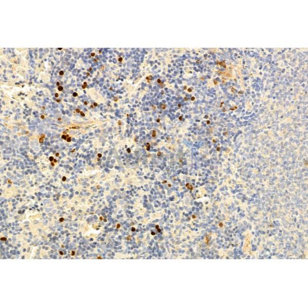 Валидация Affinity AF6367 - 3660