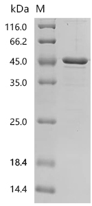 SDS-PAGE