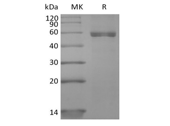 Валидация Elabscience PKSH034036(4267)