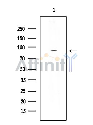Валидация Affinity DF6746 - 18293
