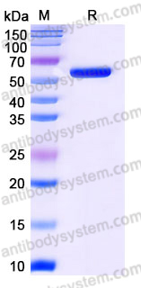 EHE57401, SDS-PAGE