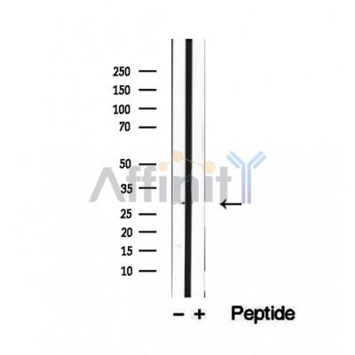 Валидация Affinity DF12463 - 7009