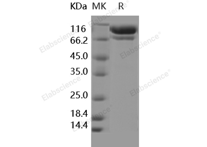 Валидация Elabscience PKSH031828(2457)
