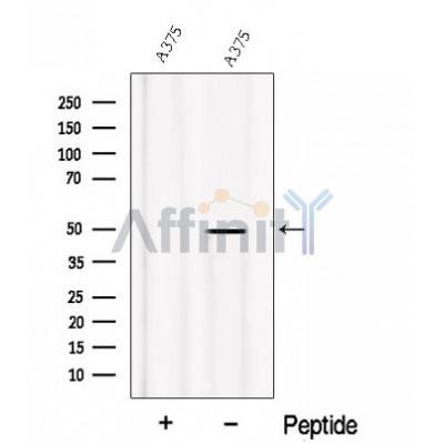 Валидация Affinity DF12691 - 7351