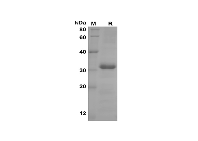 Валидация Elabscience PDEH100592(104)