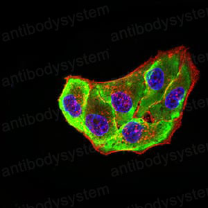 Валидация IF - AntibodySystem RHD82102