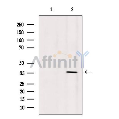 Валидация Affinity DF2830 - 13586