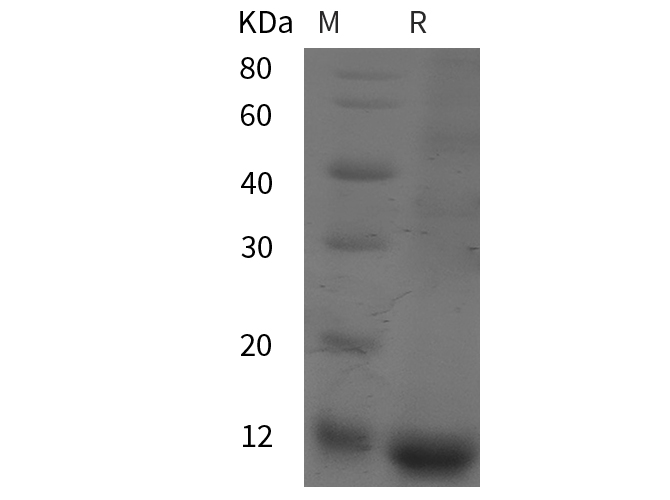 Валидация Elabscience PDEH101087(467)
