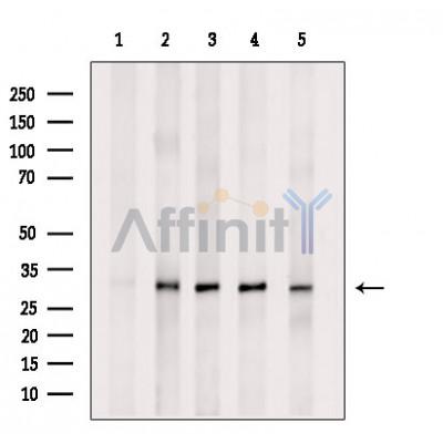 Валидация Affinity DF9123 - 21440