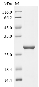 SDS-PAGE