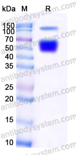 EHD84901, SDS-PAGE