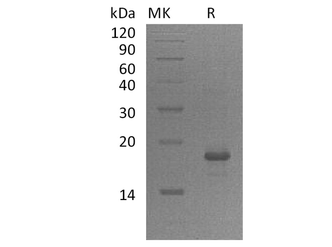 Валидация Elabscience PKSH033661(3945)