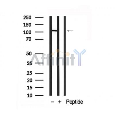 Валидация Affinity AF7893 - 4636