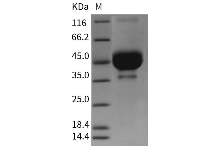 Валидация Elabscience PKSM040379(4379)