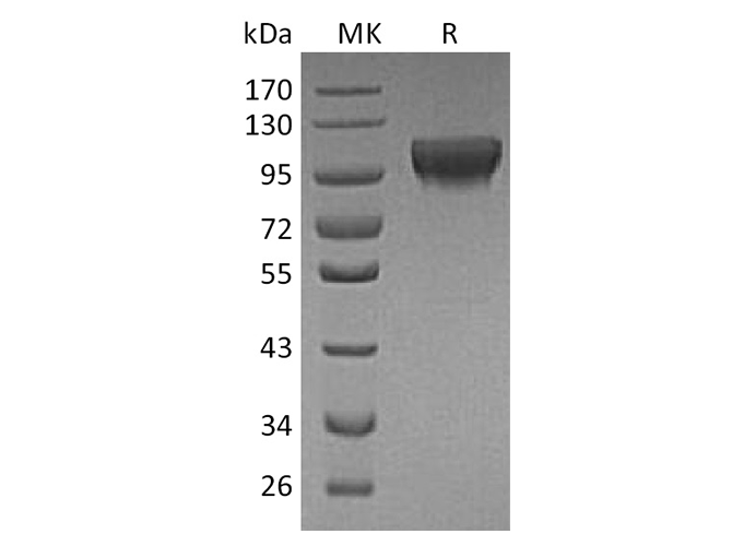 Валидация Elabscience PKSH033544(3844)