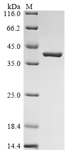 SDS-PAGE