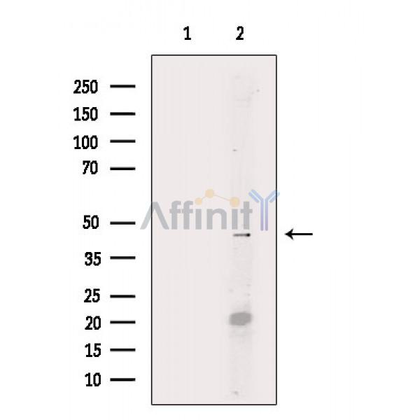 Валидация Affinity AF6338 - 3614