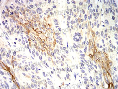 Валидация AntibodySystem RHC99303