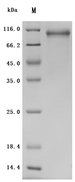 SDS-PAGE