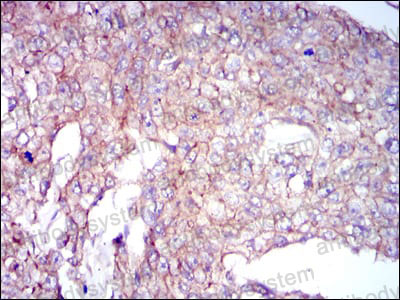 Валидация AntibodySystem RHG69202 (3057)