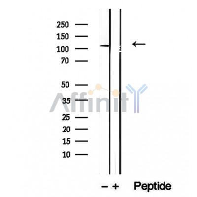 Валидация Affinity DF12388 - 6862