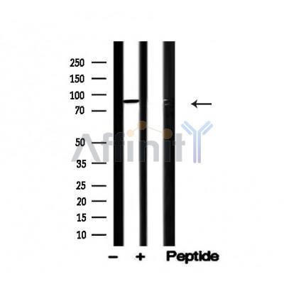 Валидация Affinity AF4706 - 2323