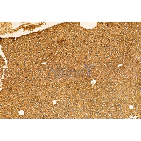 Валидация Affinity DF12118 - 6259