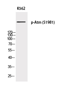 Валидация Elabscience E-AB-21540