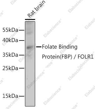 Вестерн-блоттинг, Folate Binding Protein, ткань мозга крысы