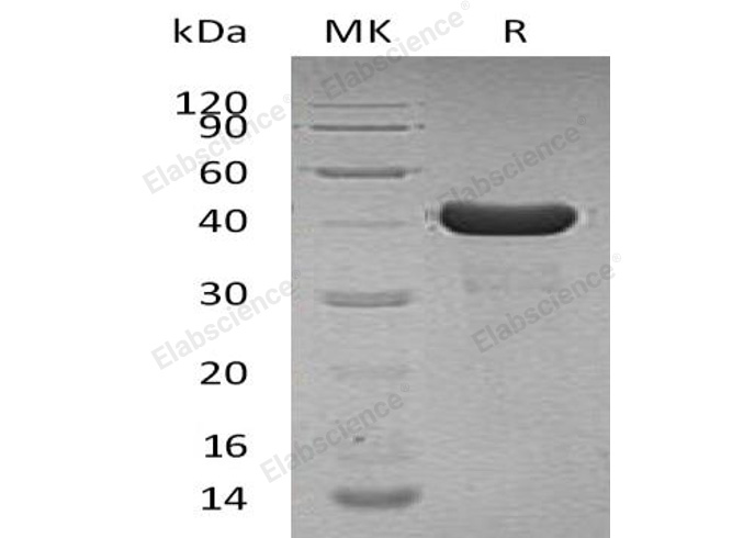 Валидация Elabscience PKSH032874(3279)
