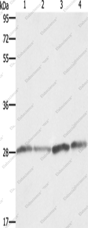 Вестерн-блоттинг, BCAP31, ткань плаценты человека и клеточные линии A549, Raji, HeLa